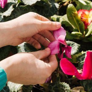 Cut Flower Biology & Conditioning